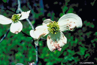 Dogwood anthracnose